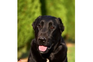 АЛАКСАР СВЕТ ТРИКСИ (ТРИКСИ)