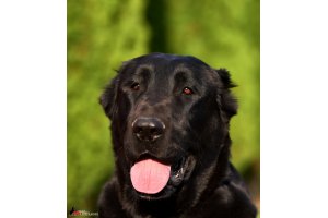 АЛАКСАР СВЕТ ТРИКСИ (ТРИКСИ)