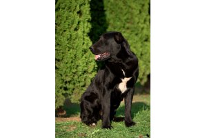 АЛАКСАР СВЕТ ТРИКСИ (ТРИКСИ)