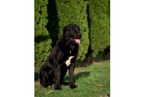 АЛАКСАР СВЕТ ТРИКСИ (ТРИКСИ)