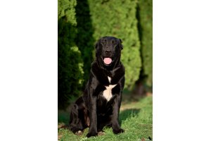 АЛАКСАР СВЕТ ТРИКСИ (ТРИКСИ)