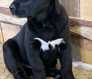 АЛАКСАР СВЕТ ВАЛЕНСИЯ