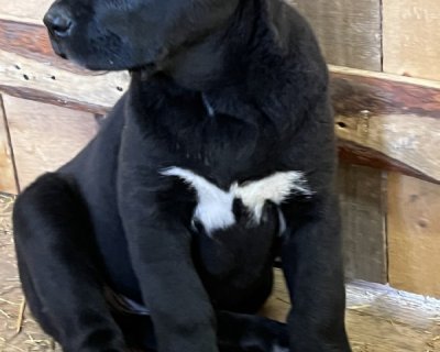 АЛАКСАР СВЕТ ВАЛЕНСИЯ