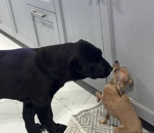 АЛАКСАР СВЕТ ВАЛЬКИРИЯ ЦАРИЦА НОЧИ