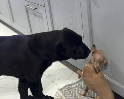 АЛАКСАР СВЕТ ВАЛЬКИРИЯ ЦАРИЦА НОЧИ