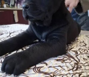 АЛАКСАР СВЕТ ВАНДА ГРОСС