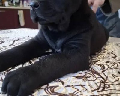 АЛАКСАР СВЕТ ВАНДА ГРОСС