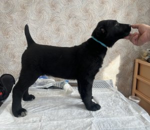 АЛАКСАР СВЕТ ВИНЧ