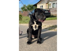 АЛАКСАР СВЕТ ЯКИР (продается)