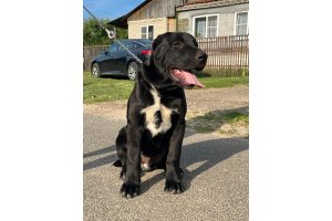 АЛАКСАР СВЕТ ЯКИР (продается)