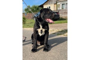 АЛАКСАР СВЕТ ЯКИР (продается)
