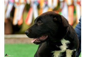АЛАКСАР СВЕТ ЯКИР (продается)