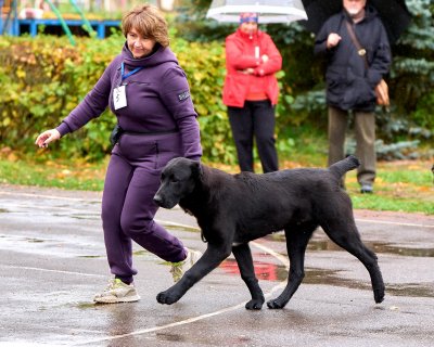 АЛАКСАР СВЕТ ЯРИС