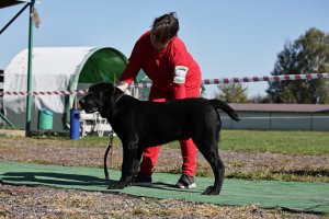 АЛАКСАР СВЕТ ЯРИС (ЯРИС)