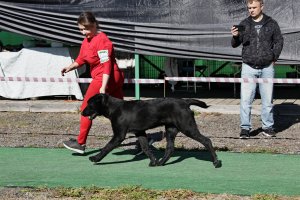 АЛАКСАР СВЕТ ЯРИС (ЯРИС)