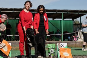 АЛАКСАР СВЕТ ЯРИС (ЯРИС)