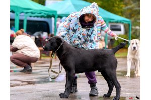 АЛАКСАР СВЕТ ЯРИС (ЯРИС)