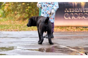 АЛАКСАР СВЕТ ЯРИС (ЯРИС)