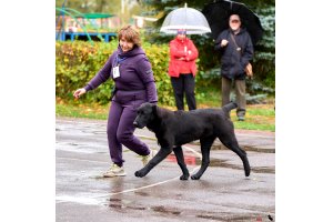 АЛАКСАР СВЕТ ЯРИС (ЯРИС)