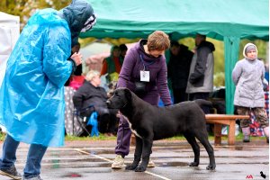 АЛАКСАР СВЕТ ЯРИС (ЯРИС)