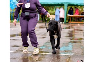 АЛАКСАР СВЕТ ЯРИС (ЯРИС)