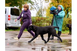 АЛАКСАР СВЕТ ЯРИС (ЯРИС)