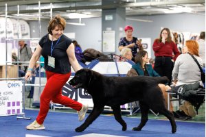 АЛАКСАР СВЕТ ЯРИС (ЯРИС)