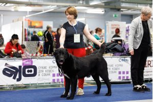 АЛАКСАР СВЕТ ЯРИС (ЯРИС)