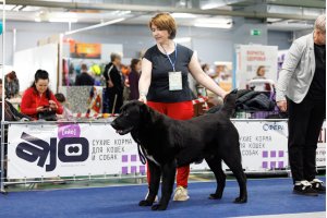 АЛАКСАР СВЕТ ЯРИС (ЯРИС)