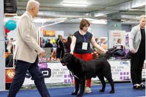 АЛАКСАР СВЕТ ЯРИС (ЯРИС)