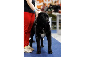 АЛАКСАР СВЕТ ЯРИС (ЯРИС)