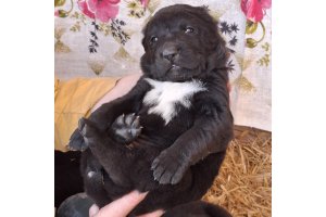 АЛАКСАР СВЕТ ЯСМИН