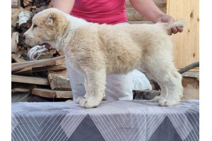 ВИЗАНТИЯ ДЕ ЛЮКС ДЛЯ АЛАКСАР СВЕТ (ТИНА)