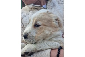ВИЗАНТИЯ ДЕ ЛЮКС ДЛЯ АЛАКСАР СВЕТ (ТИНА)