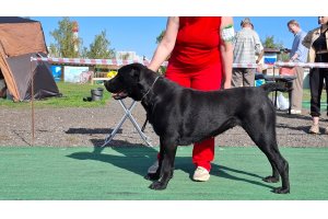 ЖАНУБ ЕЛ ЕНИШ БАЙГУШ (СОНЯ)