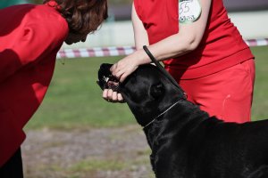 ЖАНУБ ЕЛ ЕНИШ БАЙГУШ (СОНЯ)