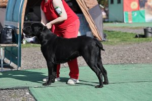 ЖАНУБ ЕЛ ЕНИШ БАЙГУШ (СОНЯ)