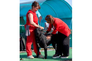 ЖАНУБ ЕЛ ЕНИШ БАЙГУШ (СОНЯ)