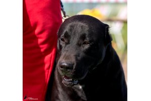 ЖАНУБ ЕЛ ЕНИШ БАЙГУШ (СОНЯ)