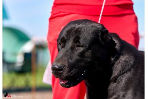 ЖАНУБ ЕЛ ЕНИШ БАЙГУШ (СОНЯ)