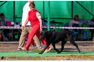 ЖАНУБ ЕЛ ЕНИШ БАЙГУШ (СОНЯ)