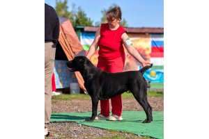 ЖАНУБ ЕЛ ЕНИШ БАЙГУШ (СОНЯ)