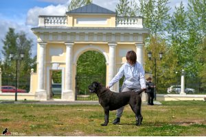 ЖАНУБ ЕЛ ЕНИШ БАЙГУШ (СОНЯ)